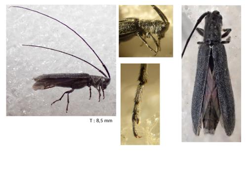 Réf. 345 632 : Calamobius filum